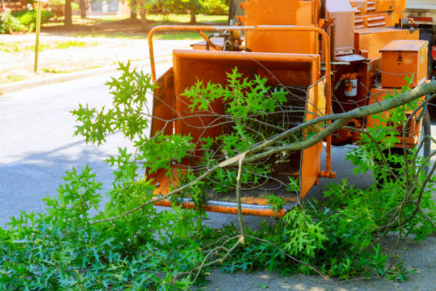 The Steps Involved in Our Tree Care Process in Atoka, TN